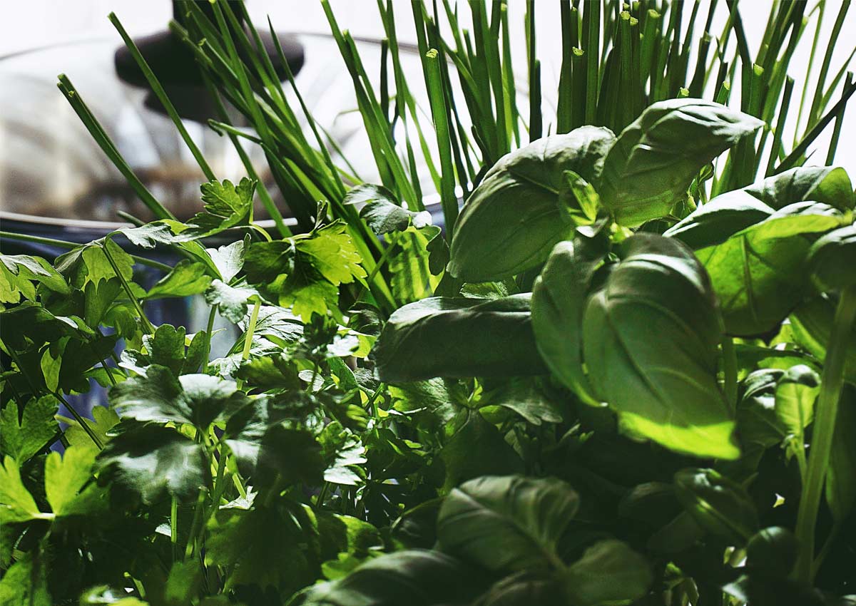 Anlegen eines Kräutergartens